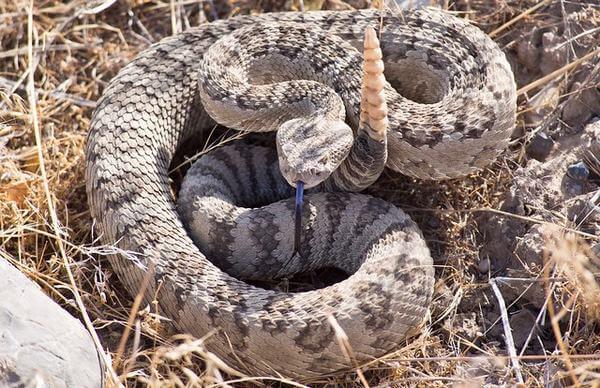 Rattlesnake - Rắn chuông, rắn đuôi chuông