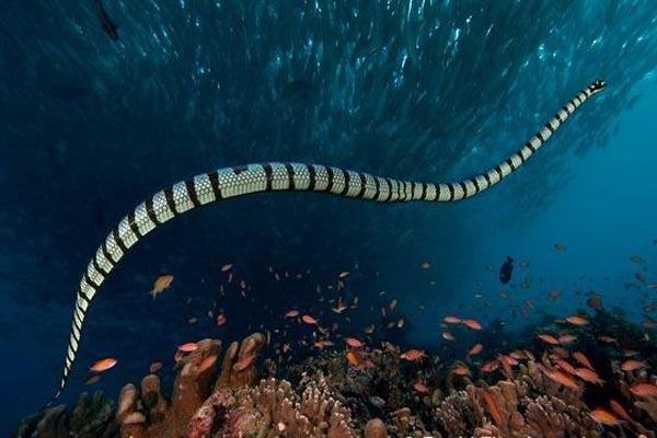 Loài rắn biển còn có tên khoa học là Hydrophiinae