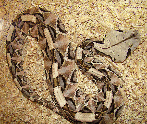 Rắn hổ mang có tên khoa học là Naja Atra, thuộc chi rắn hổ mang