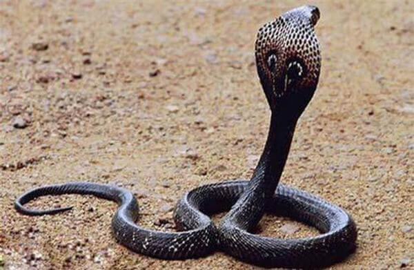 Nằm mơ thấy rắn đen đánh con gì, số mấy dễ trúng?
