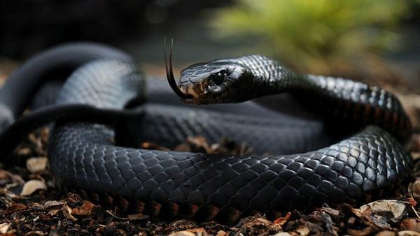 Ý nghĩa nằm mơ thấy rắn độc bị chết điềm lành hay dữ?