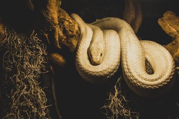 Vì sao bạn ngủ mơ thấy rắn khổng lồ?