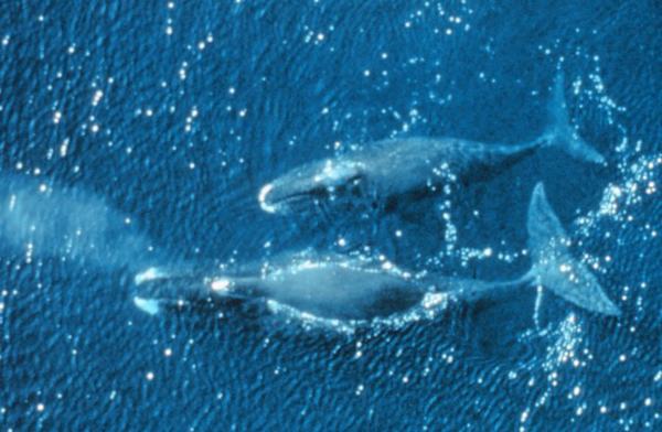 Giải mã giấc mơ thấy cá voi và những điềm lành dữ ra sao?