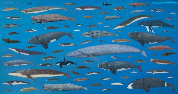 Cá voi là tên gọi chung cho nhiều loài động vật dưới nước trong bộ Cá voi (Cetacea).