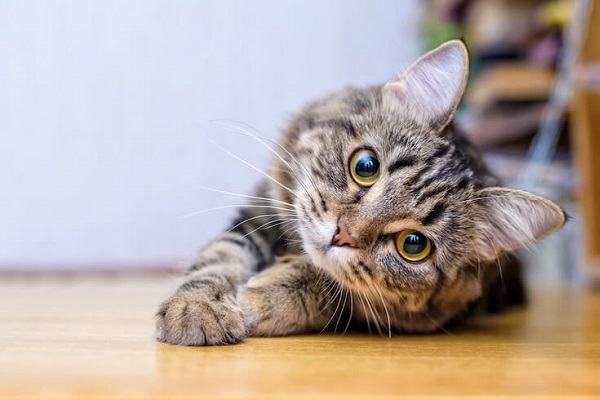 Nằm Mơ Thấy Mèo Đánh Con Gì | Giải Mã Giấc Mơ Thấy Con Mèo Báo Điềm Gì?