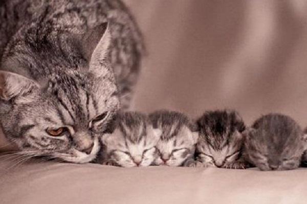 Nằm Mơ Thấy Mèo Đẻ Đánh Con Gì | Giải Mã Giấc Mơ Mèo Đẻ Là Điềm Gì?