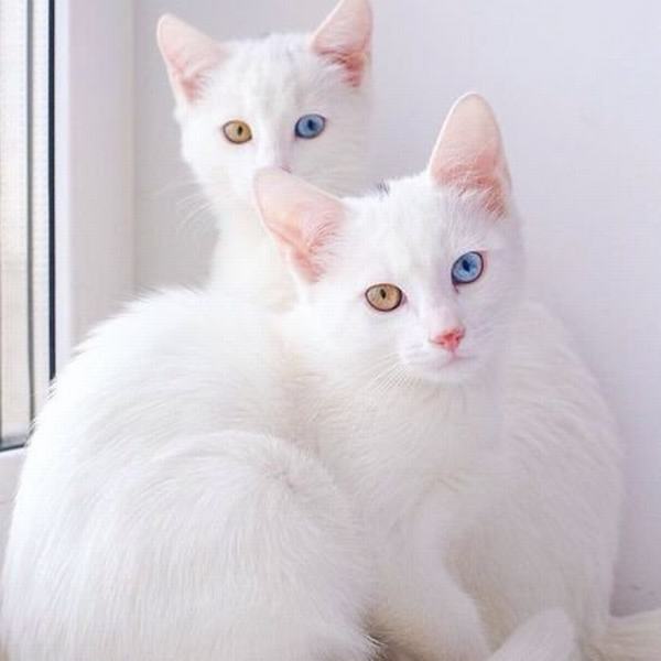 Ngủ mơ thấy 2 con mèo trắng