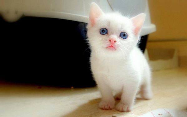 Nằm mơ thấy mèo con màu trắng nhỏ xinh