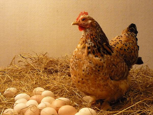 Nằm mơ thấy gà mái ấp trứng