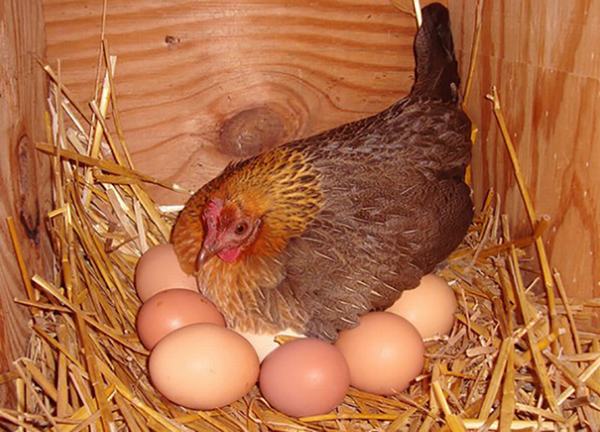 Nằm mơ thấy gà đẻ trứng đánh con gì?