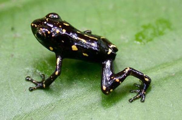 Nằm mơ thấy ếch màu đen có ý nghĩa gì?