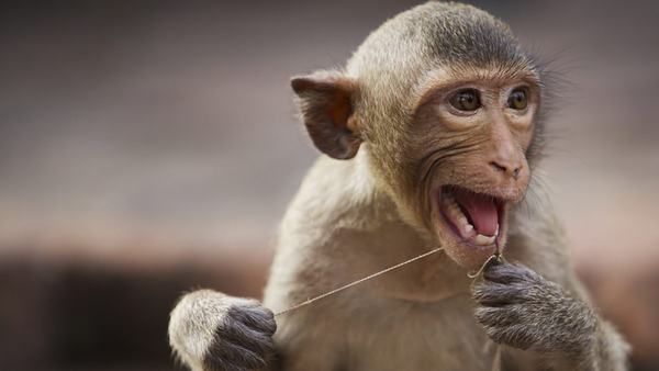 Ngủ nằm mơ thấy khỉ đánh con gì chính xác?